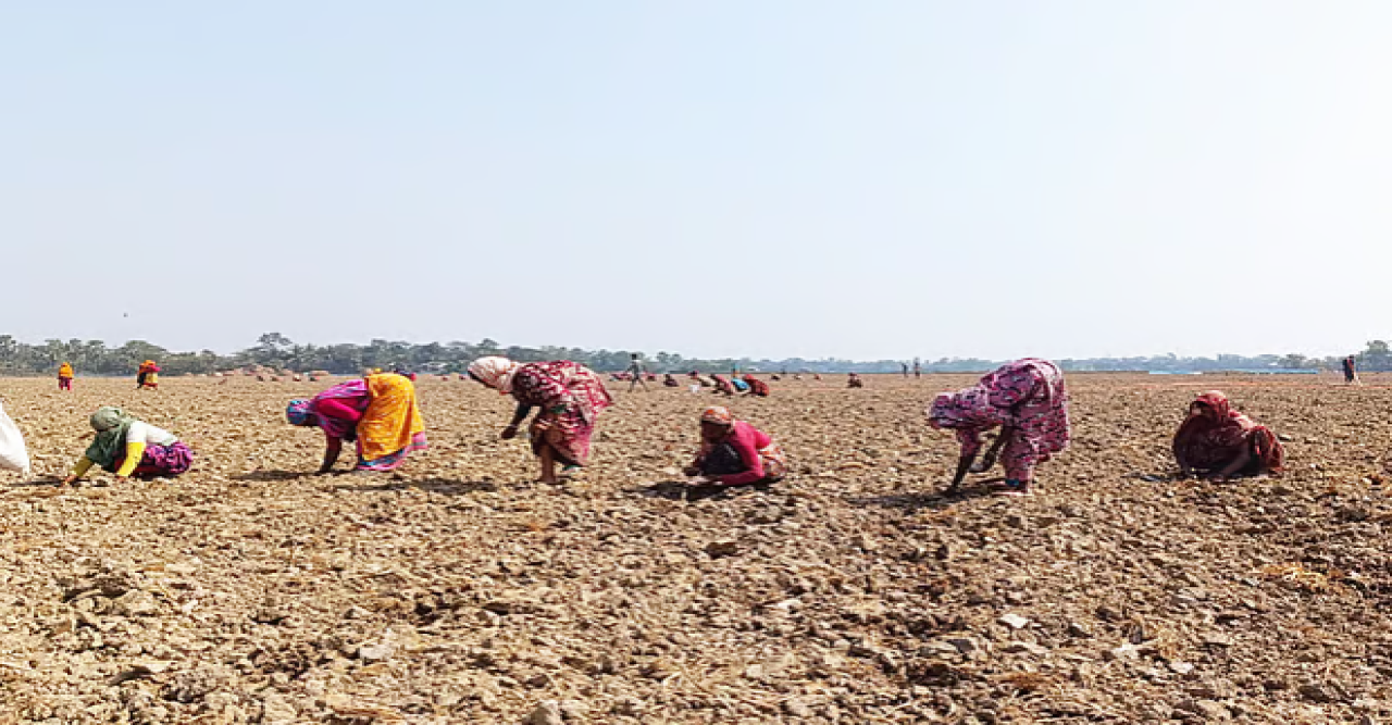 কয়রায় লবণাক্ত জমিতে তরমুজ চাষে তিন গুণ লাভ