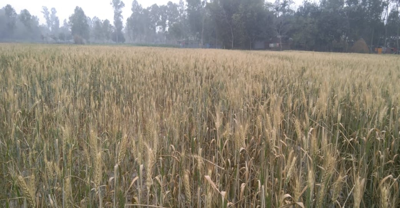 শস্য ক্ষেতের সঙ্গে এ কেমন শত্রুতা