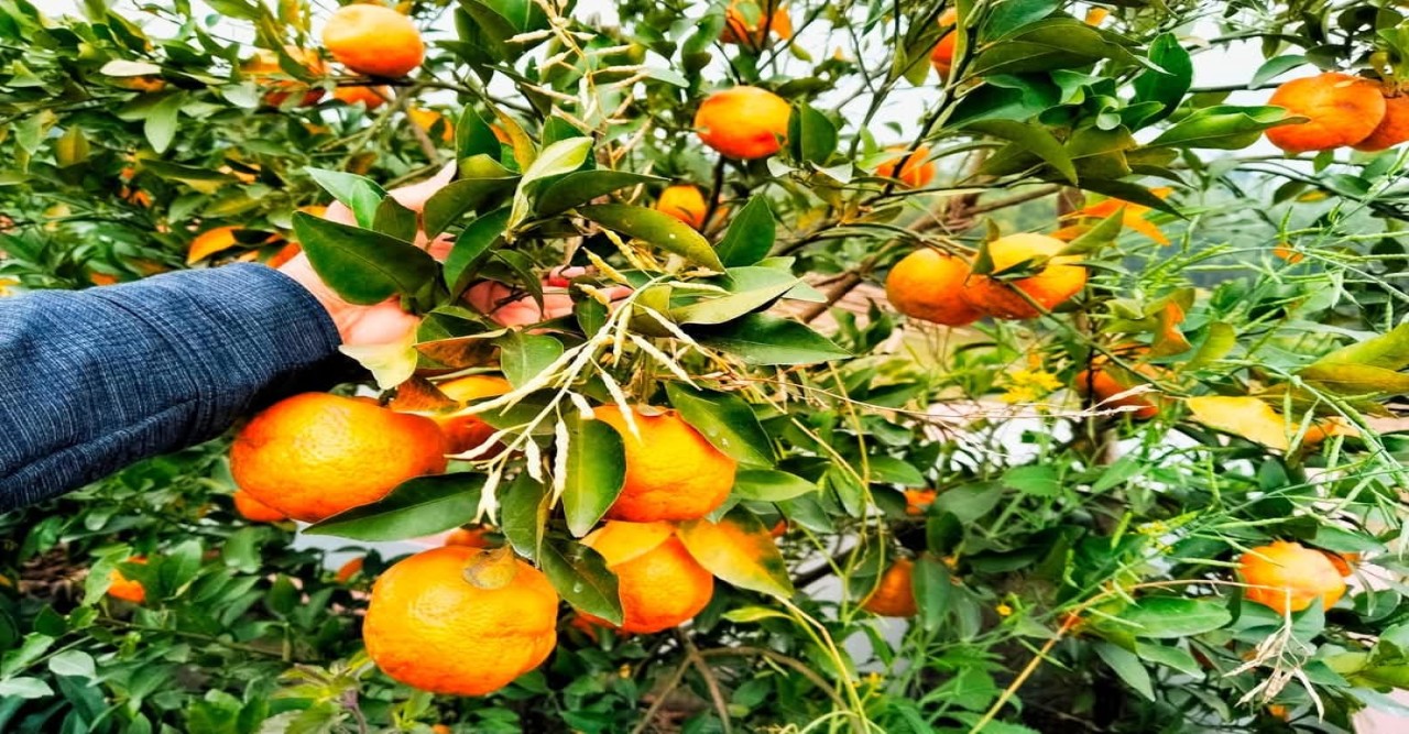 ছাদ বাগানে চায়না থ্রি জাতের কমলা-মাল্টার চাষে সফল চিকিৎসক