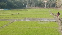 ফকিরহাটে বোরোধানের বীজতলায় ব্যস্ত কৃষক