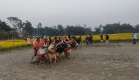 শেরপুরে গ্রাম বাংলার ঐতিহ্যবাহী গরুর মই দৌঁড়ের ফাইনাল খেলা অনুষ্ঠিত