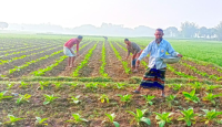 ধান ছেড়ে তামাক চাষে ঝুঁকছেন কৃষকরা